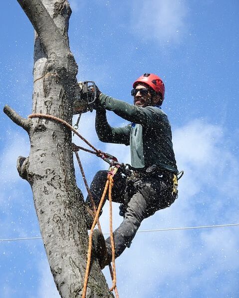 Elgin arborist at work felling tree