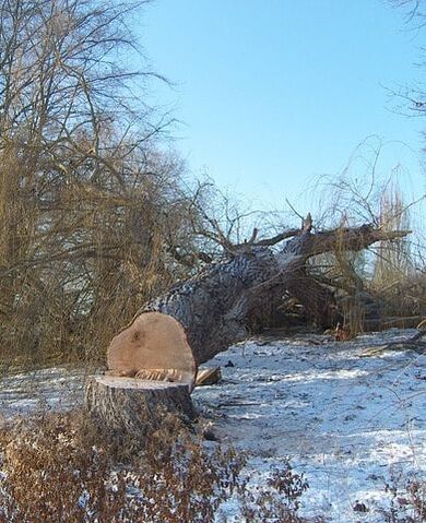 large oak tree on snowy ground in Elgin, IL