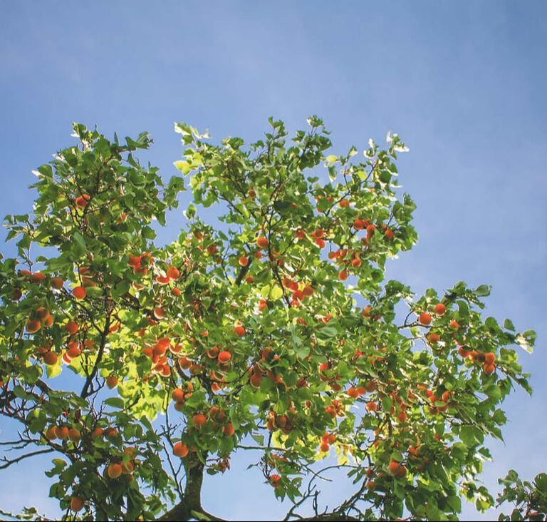 oranges and other fruits high in a tree
