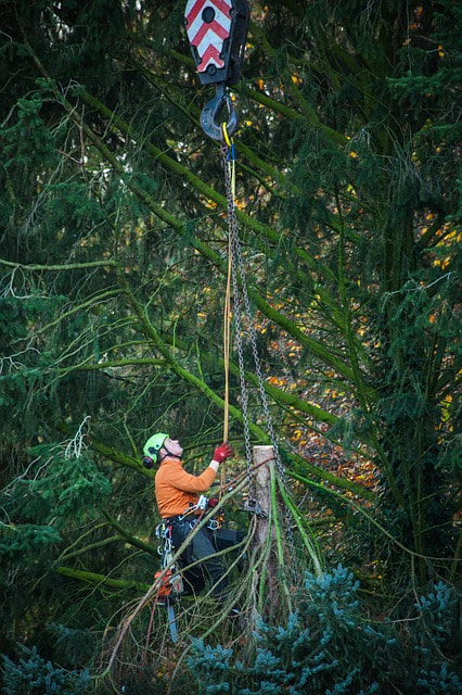 tree climber in Elgin using ropes and pulleys to lower large branch to the ground