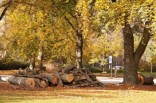 large stack of branches and logs beside an autumn road