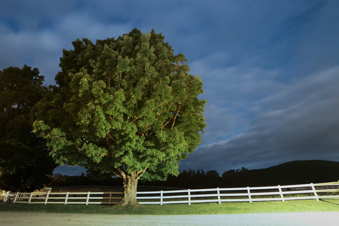 A tall oak tree beside a white picket fence